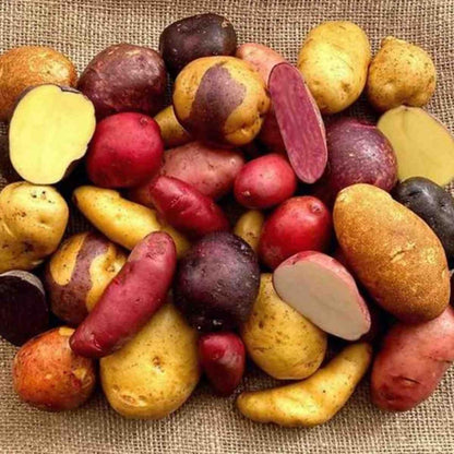 70 Seeds  Mixed Color Potato Seeds