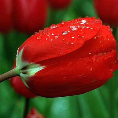 100 Seeds Red Matador Jumbo Tulip Seeds