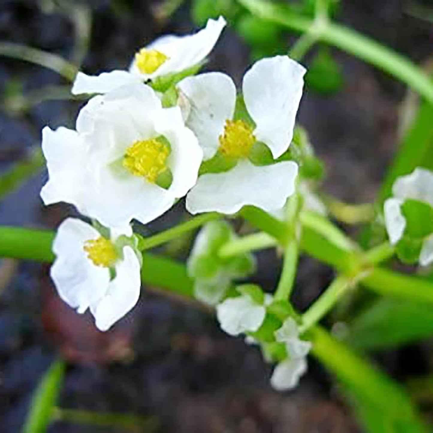 500  Seeds Indian Duck-Potato