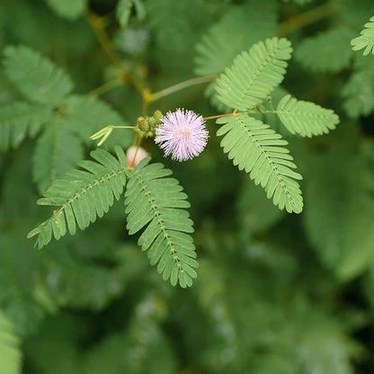 200 Seeds Mimosa Sensitive Plant Seeds