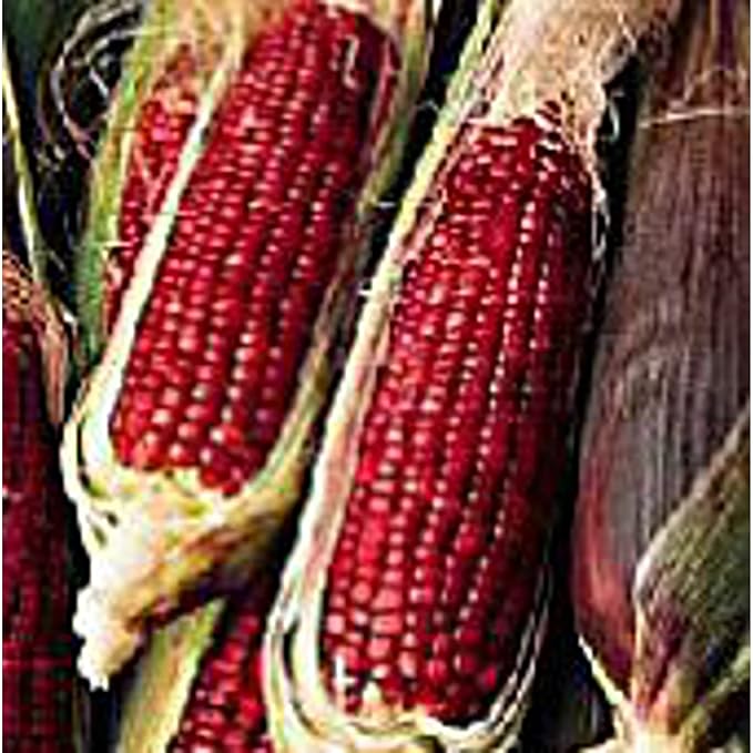 20 seeds  Ruby Queen Corn Non GMOSeeds