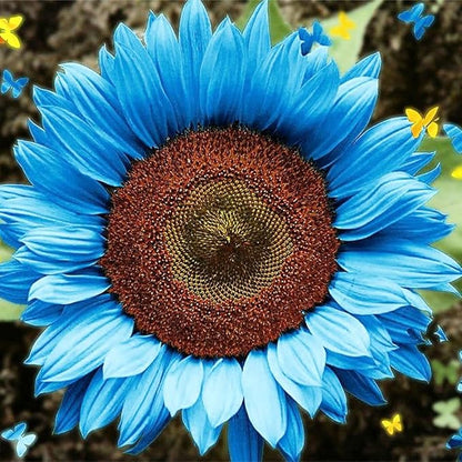 50 Seeds Blue Dwarf Sunflowers Seeds