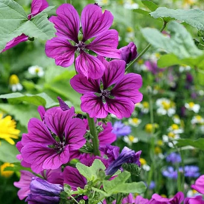 20 Seeds Purple Malva Sylvestris VAR Seeds