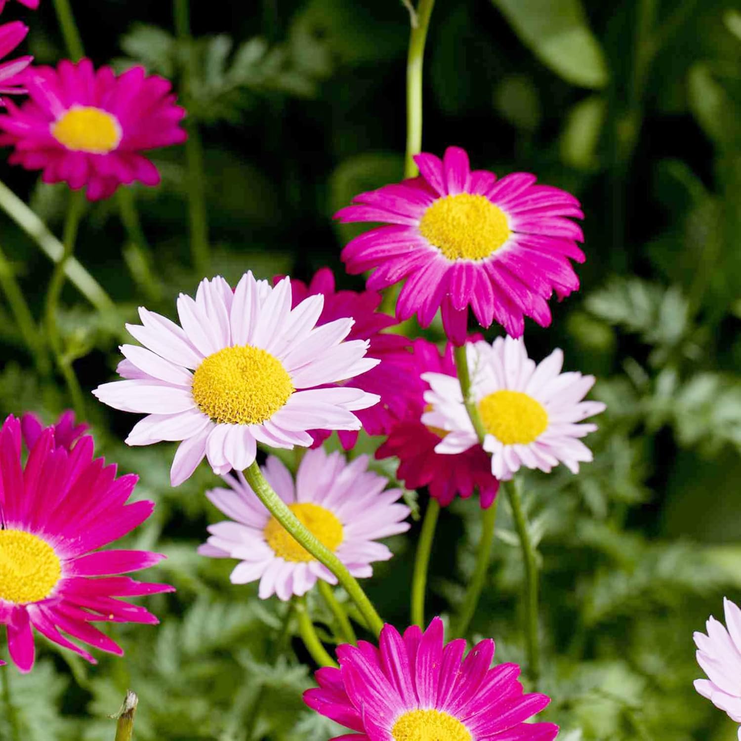 Pest Killer:500 Seeds Pyrethrum Daisy Mixed Flower Seeds