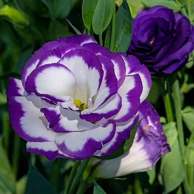 100 Seeds Violet White Eustoma Flower Seeds