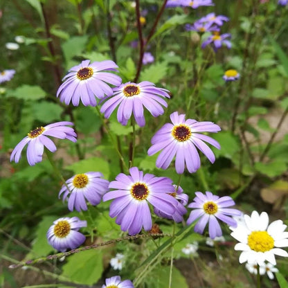 1 Once Seeds Ireland Wildflowers Mix Colorful Flowers Seeds Mix