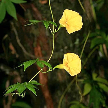 100 Seeds Yellow Morning Glory Seeds