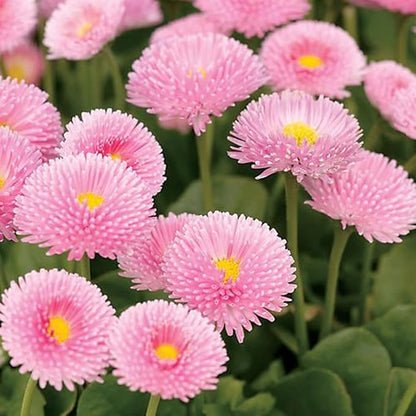 100 Seeds 'Tasso Pink' English Daisy-Bellis Perennis,Common Daisy Seeds