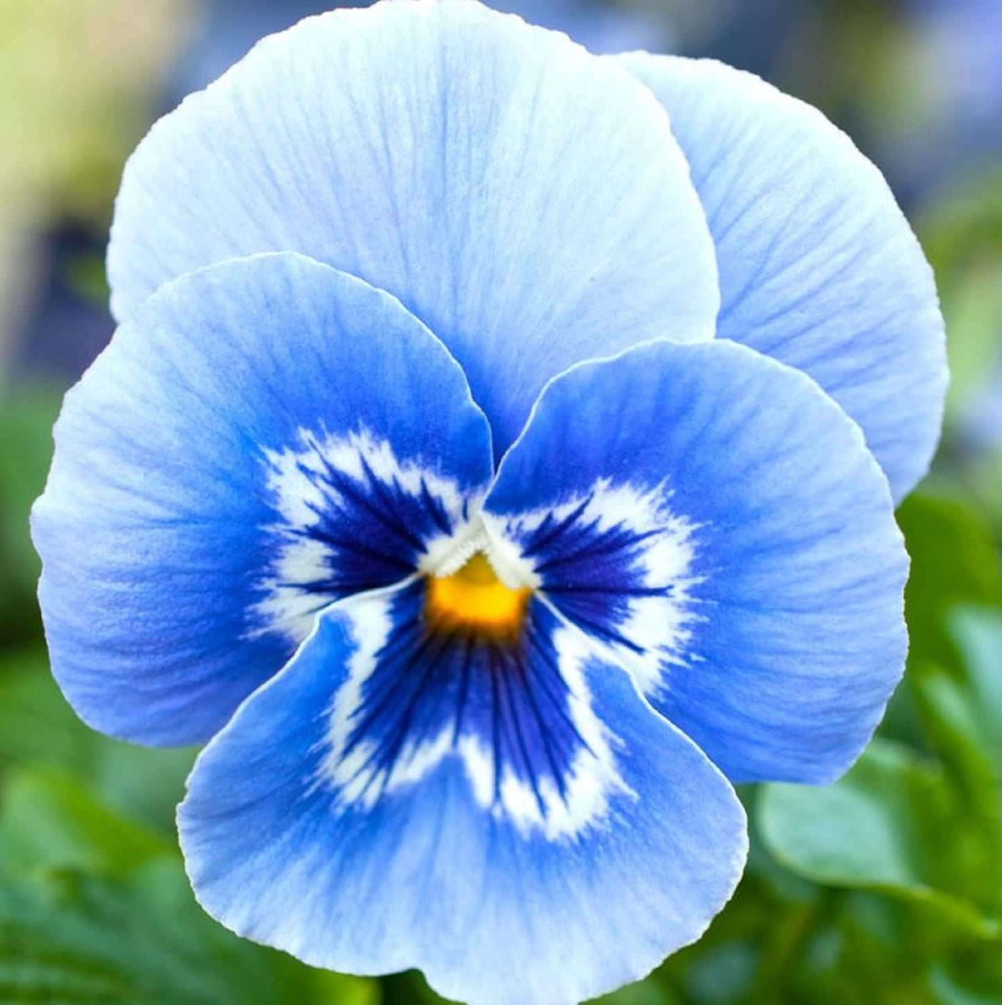 100 Seeds Rare Blue Pansy Flower Seeds