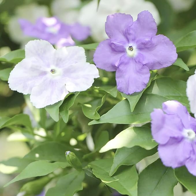 5 Seeds Brunfelsia Pauciflora Yesterday-Today-and Tomorrow Seeds