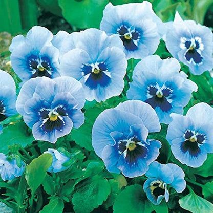 100 Seeds Rare Blue Pansy Flower Seeds