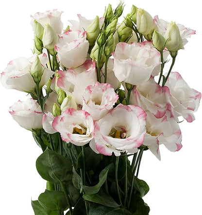 100 Seeds White Lisianthus Pink Edge Seeds