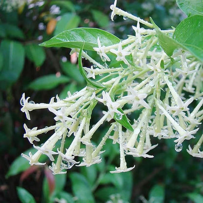 30 Seeds Night Blooming Jasmine Seeds