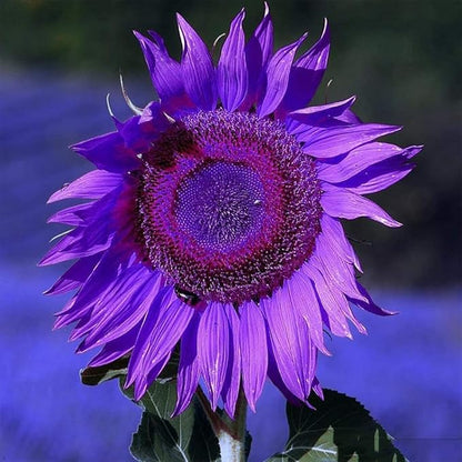 25 Rare Purple Sunflower Seeds