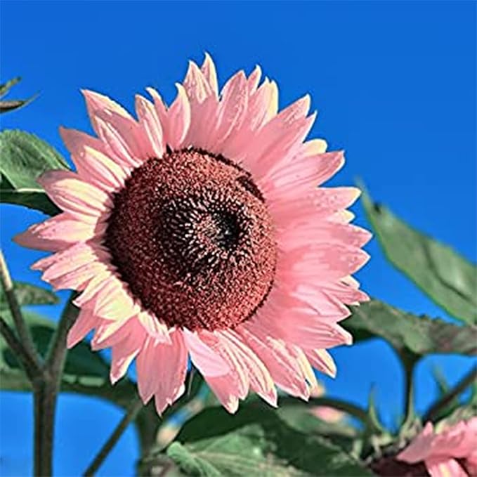 50 Seeds Rare Pink Sunflower Seeds