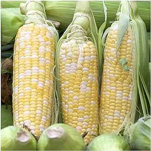 500 Seeds Sweet Corn  GMO-Free Seeds