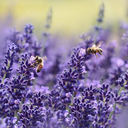 1000 Seeds Lavender Seeds