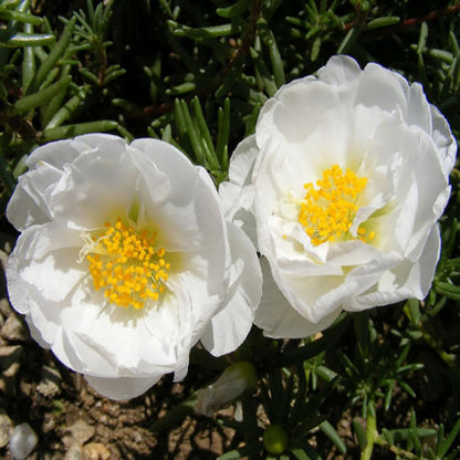 100 Seeds White Portulaca Grandiflora Seeds