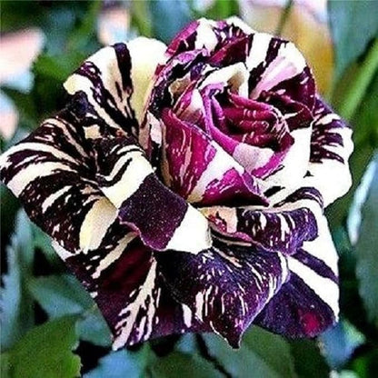 20 Seeds Black Dragon Rose