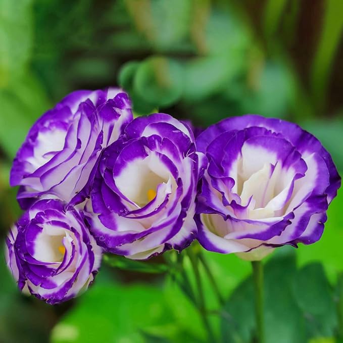 100 Seeds Violet White Eustoma Flower Seeds