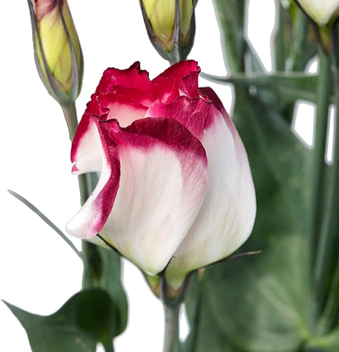 100 Seeds White Lisianthus Pink Edge Seeds