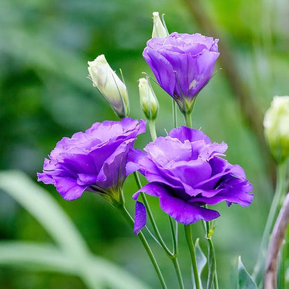 100 Seeds Lisianthus Seeds Eustoma, Prairie Gentian Cut Flowers Attracts