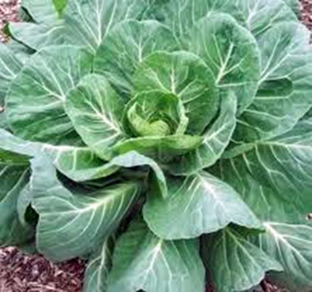 500 Seeds GMO-Free Kale Seeds