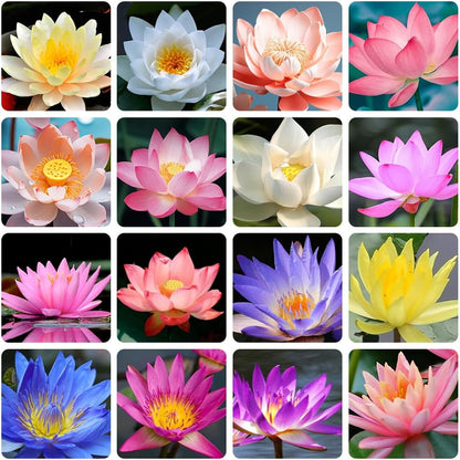 160 Seeds Bonsai Lotus Mixes Seeds