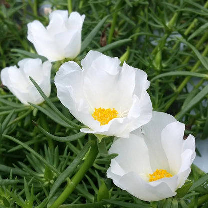 100 Seeds White Portulaca Grandiflora Seeds