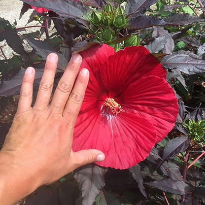 100 Seeds Giant Hibiscus Seeds