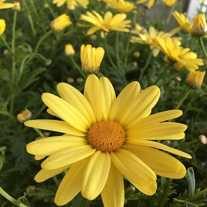 250 Seeds Gold Marguerite Daisy Flowerm Seeds