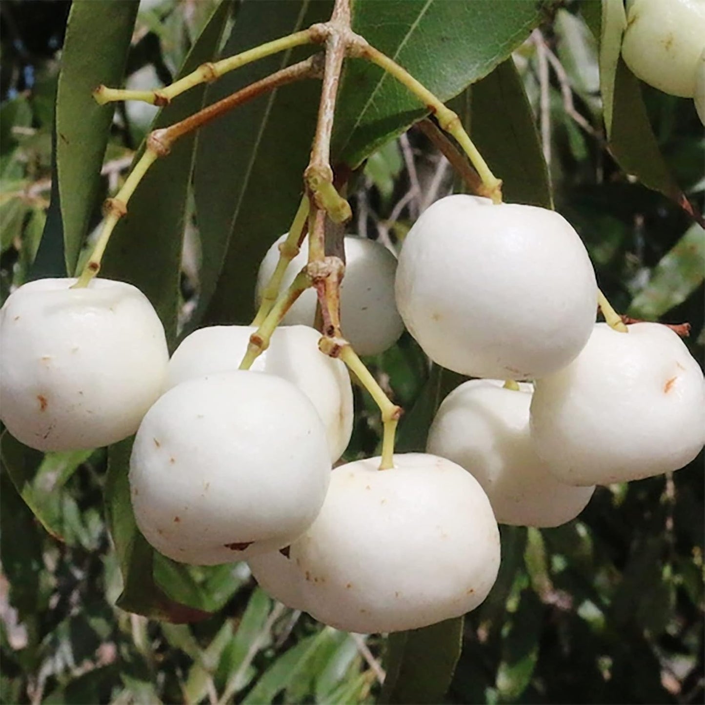 20 Seeds White Apple Non-GMO Seeds