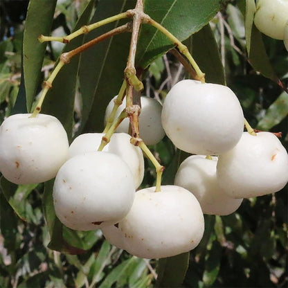 20 Seeds White Apple Non-GMO Seeds