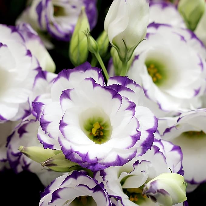 100 Seeds Lisianthus Seeds Eustoma, Prairie Gentian Cut Flowers Attracts