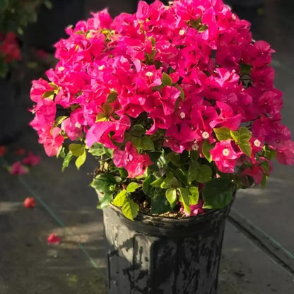 105 Seeds Pink Bougainvillea Seeds