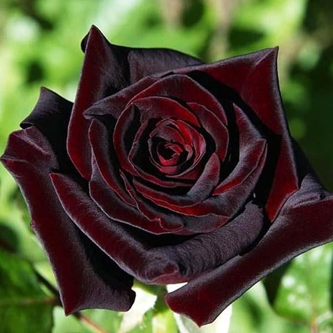 20 Seeds Black Baccara Rose Seeds