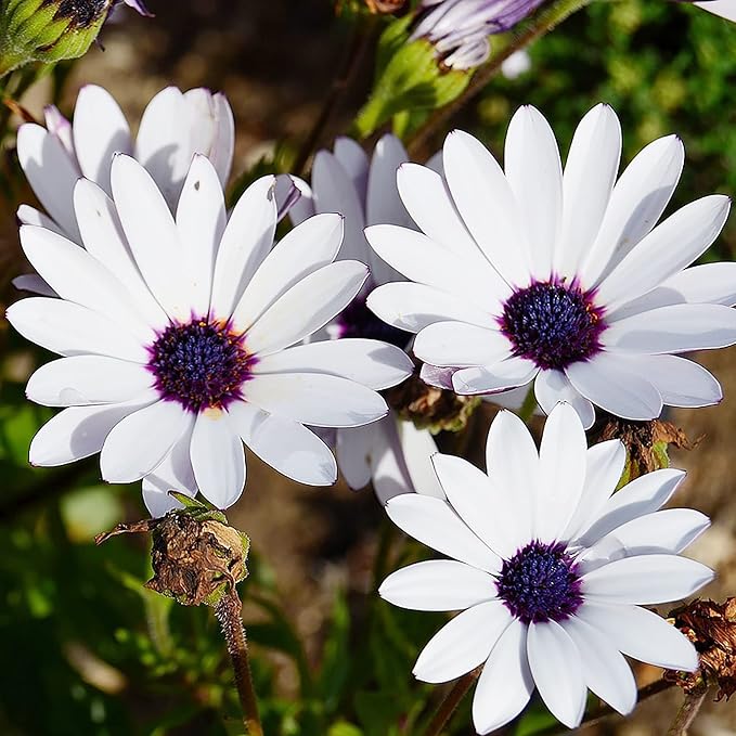 20 Seeds White & Purple African Daisy Mix Flower Seeds