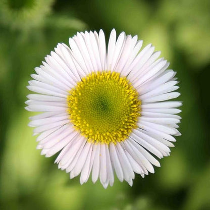 100 Seeds Erigeron 'Wayne Roderick', White Seaside Daisy Seeds