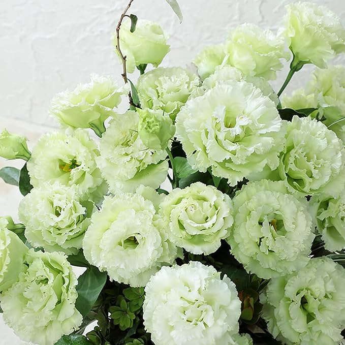 100 Seeds Light Green Eustoma Flower Seed