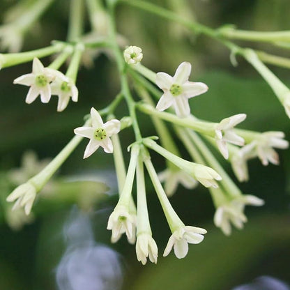 30 Seeds Night Blooming Jasmine Seeds