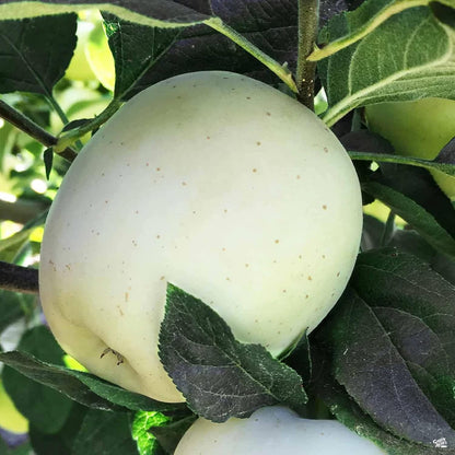 20 Seeds White Apple Non-GMO Seeds