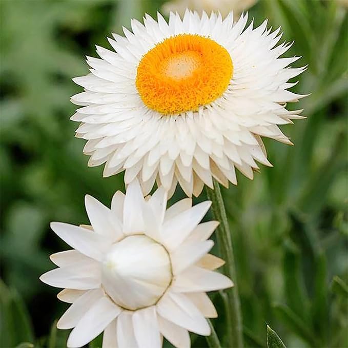 100 Seeds Mixed Strawflower Everlasting Paper Daisy Seeds