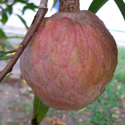 10 Seeds Custard Apple Seeds