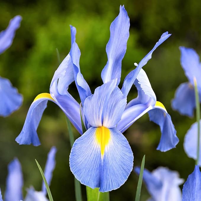 25 Seeds Dutch Iris Seeds