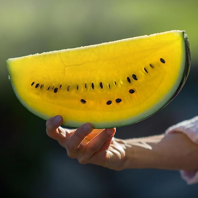 50 Seeds Moon & Stars Yellow Watermelon Non-GMO Seeds