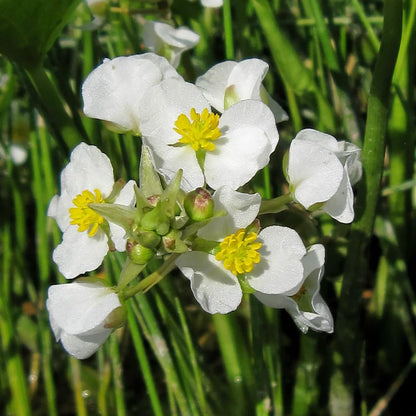 500  Seeds Indian Duck-Potato