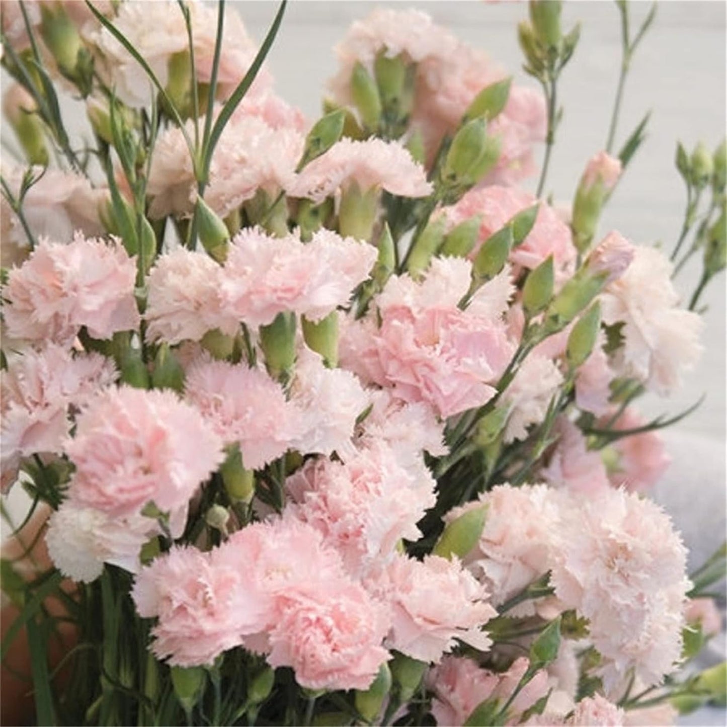 200 Seeds Pink French Carnation Seeds