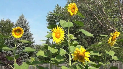 50 Seeds GIANT TITAN Sunflower seeds