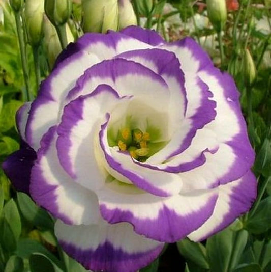 100 Seeds White Purple Lisianthus Eustoma Seed