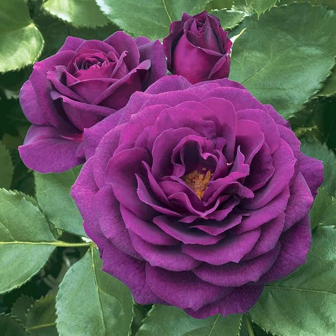 10 Seeds Purple Climbing Roses Seeds